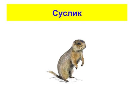 Суслик без фона