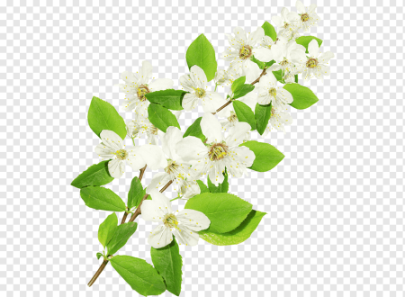 Жасмин кустарник