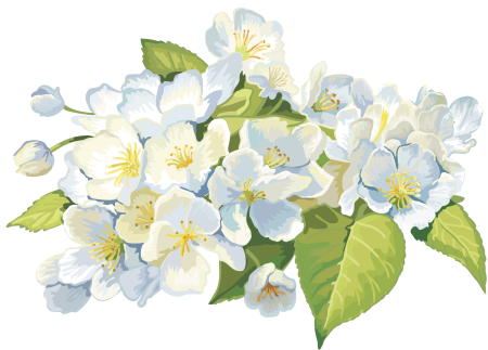 Жасмин кустарник