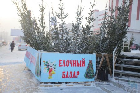 Елочный базар на Тимирязевской улице