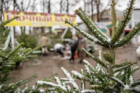 Елочный базар в Москве