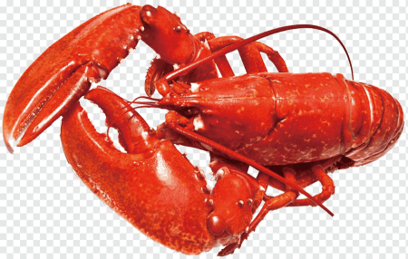 Homarus Gammarus