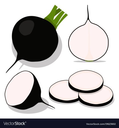 Редька для детей вектор