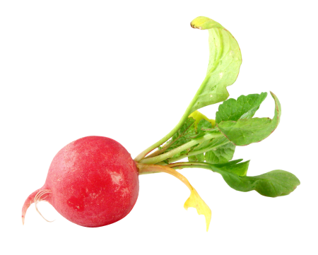 Овощи редис