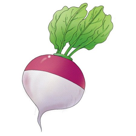 Turnip Clipart
