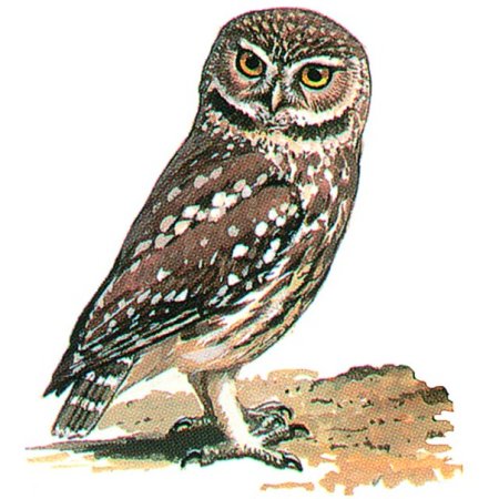 Воробьиный Сыч рисунок