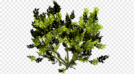 Куст крыжовника на белом фоне