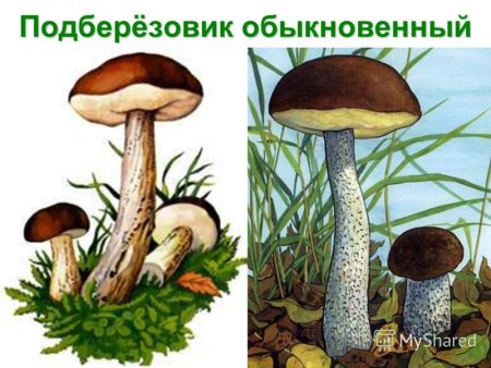 Подберезовик картинка для детей