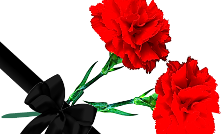 Две гвоздики