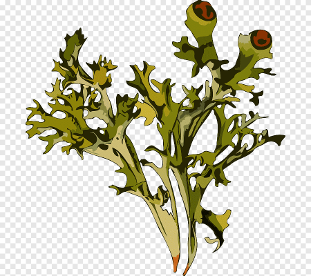 Кустистый лишайник Cetraria islandica