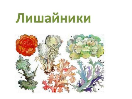 Накипной лишайник рисунок