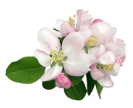 Цветы яблони клипарт (48 фото)