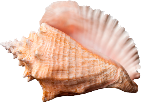 Ракушки морские