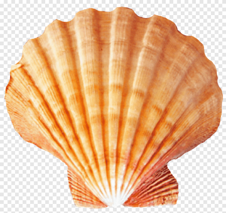Морской гребешок Шелл