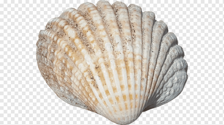 Shell Ракушка