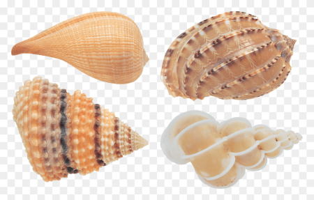 Ракушки морские