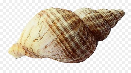 Морская раковина