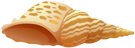 Ракушки мультяшные