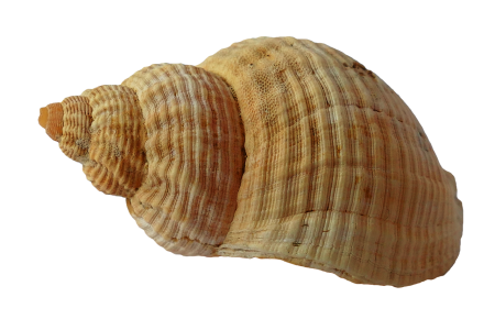 Ракушки морские