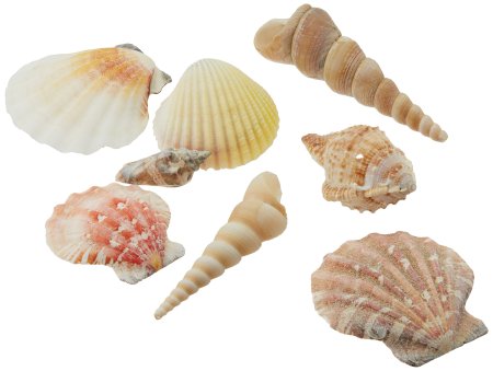 Морские ракушки для детей