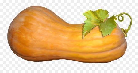 Мускатная тыква (Cucurbita moschata)