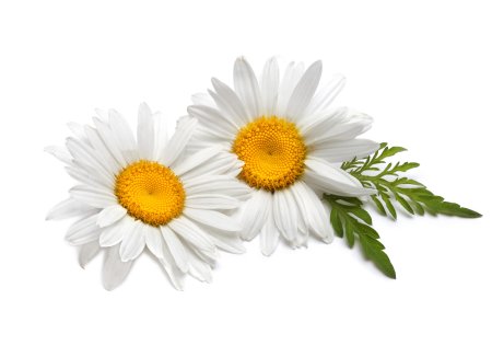 Camomile Ромашка