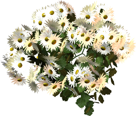 Dendranthema lavandulifolium