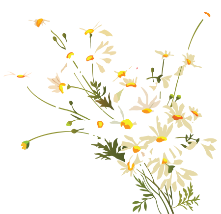 Ромашки Дейзи Флауэр