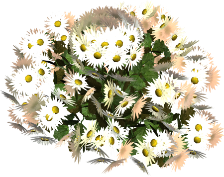 Dendranthema lavandulifolium