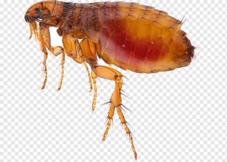Блохи Aphaniptera