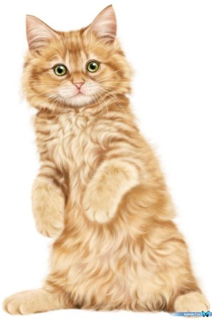 Котенок рисунок на прозрачном фоне