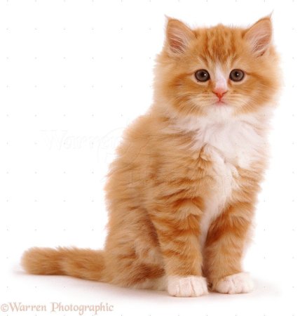 Кошка мультяшка