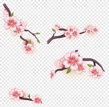Цветы Сакуры для фотошопа