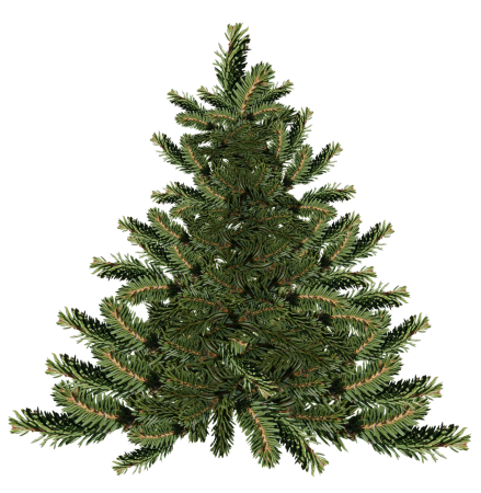 Елка Annapolis fir Tree