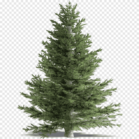 Елка Annapolis fir Tree