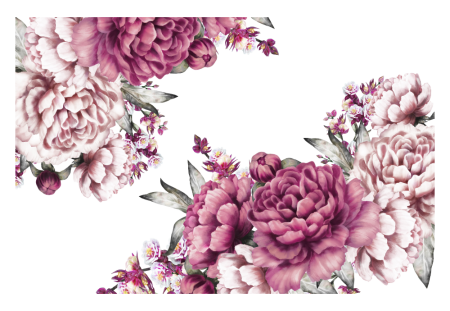 Акварельные пионы на белом фоне