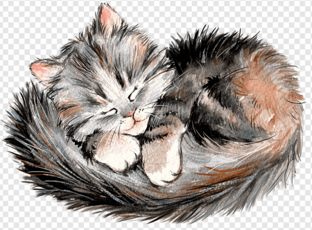 Кошка спит на прозрачном фоне