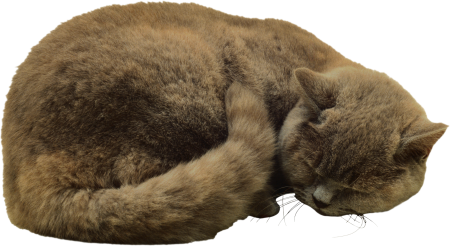 Кошка спит на белом фоне