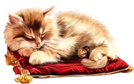Спящий котик