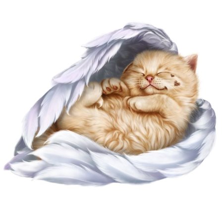 Спящий кот на прозрачном фоне