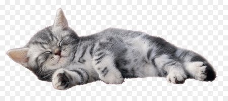 Кот лежит