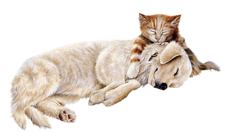 Кошки собаки клипарт на прозрачном фоне