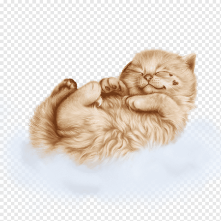Спящий кот на прозрачном фоне