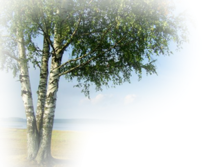 Береза на прозрачном фоне