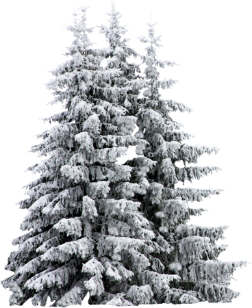 Новогодняя елка в снегу на белом фоне