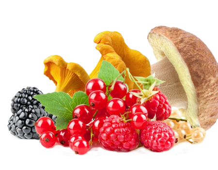 Грибы ягоды на прозрачном фоне