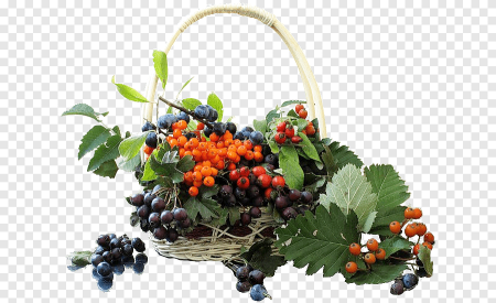 Рябина в корзинке