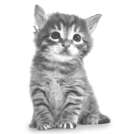 Котенок на прозрачном фоне