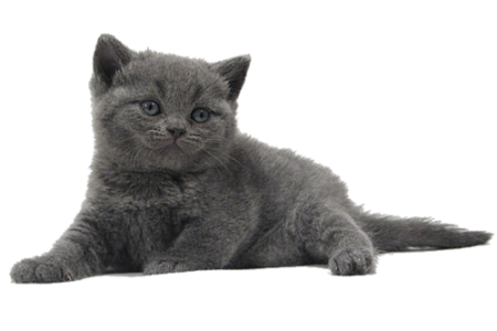 Британская кошка