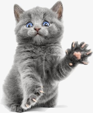 Котенок на прозрачном фоне